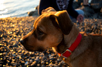 Kooper