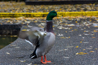 Duck Walk