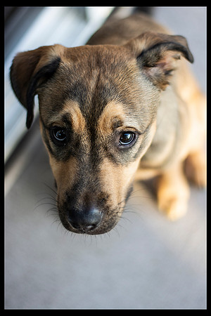 Kooper
