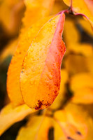 Orange Leaves