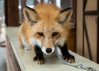 Fox