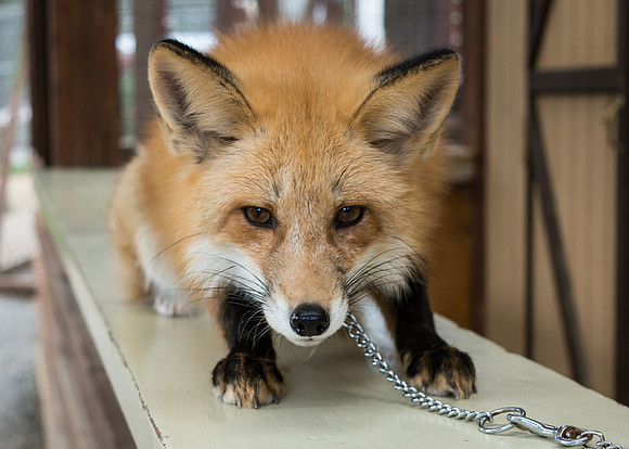 Fox