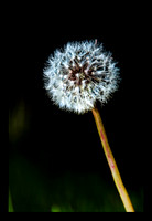 Dandelion