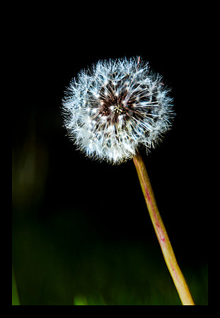 Dandelion
