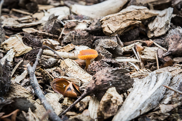 Orange Mushroom