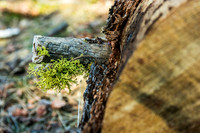 Stump
