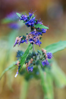 Purple to Fall
