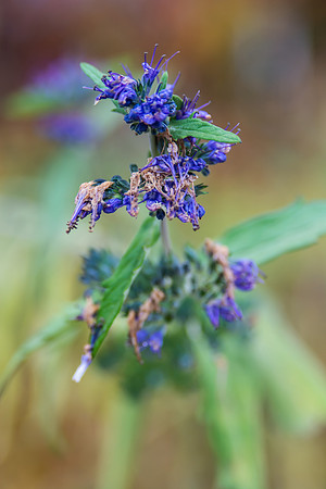 Purple to Fall