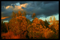 Glowing Trees