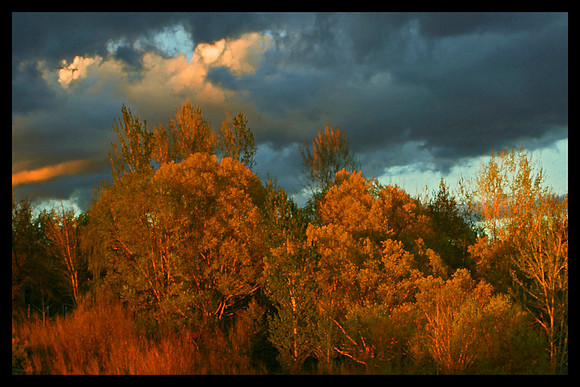 Glowing Trees