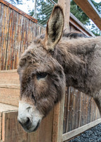 Sad Mule
